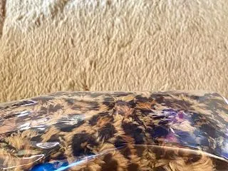 ☆ホシガメ☆ヒョウ柄♪お気に入り(*´艸…