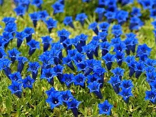#5122 むさし野の低山づたひあゆみき…