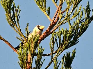 最近の鳥撮りは不作、スポットに足繁く通う…
