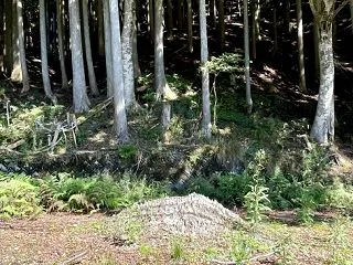 夏の終わりの林道〜ミニな土柱を横目力で発…