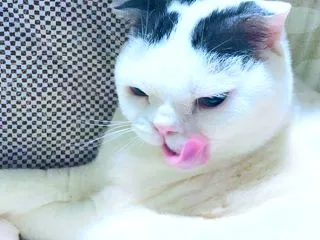 AIで桃ちゃんの写真を❓違うだろー💢🙀