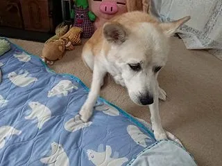 ”あ～あ、怒られちゃったでワホよ”