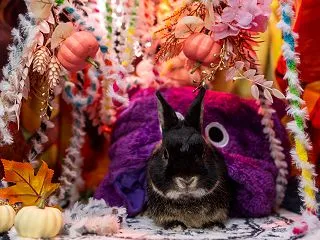 10月の写真セットはハロウィン！？