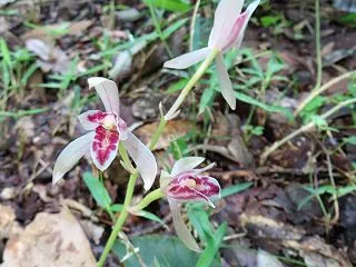 長池公園で出会った花たち（マヤラン・他）