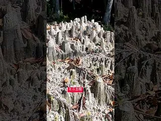 夏の終わりの林道〜ミニな土柱を横目力で発…