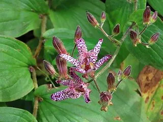 ホトトギスの花（園芸品種？）