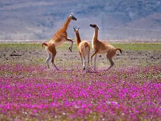 新世界写真１４３２