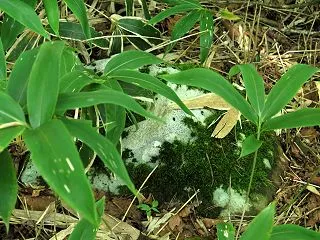 白いのは地衣類？粘菌？それとも？
