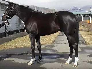 バトゥカーダ 2勝目 (第11戦・1勝C…