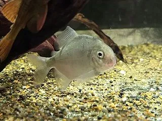 鬼レア級なお魚入荷♪