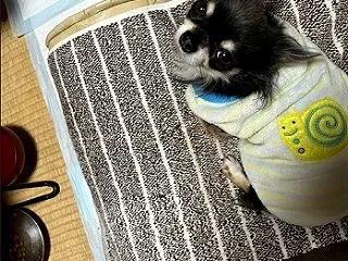 日々秋色に ～ 銀ちゃんも、そしてPCも…