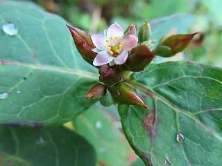 長池公園で出会った花たち（ミズオトギリ・…