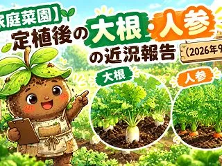 【家庭菜園】定植後の大根、人参の近況報告…