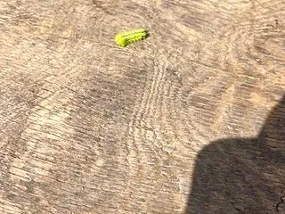庭木剪定消毒in福岡県大野城市