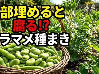 【ソラマメ栽培】秋の種まきで失敗しない極…