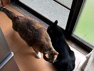 朝寝してたにゃん