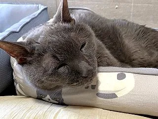オロゴンのプチ血液検査。
