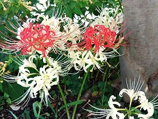 彼岸花