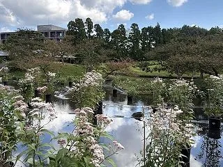 梅小路公園 朱雀の庭 藤袴