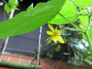 長池公園で出会った花たち（カラスノゴマ・…