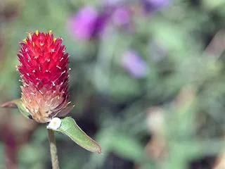 秋蒔き。
