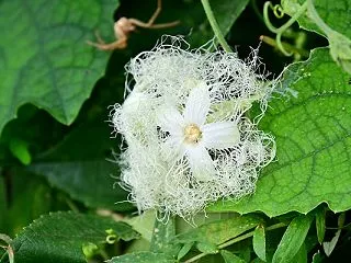 里山：昆虫編