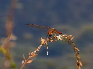 今期初のアカネ丸