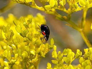 オミナエシのテントウムシ