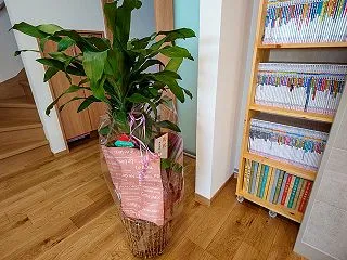 新築祝いの観葉植物は体力勝負（笑）