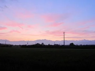 キンモクセイ