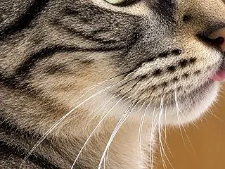 門前の植え込みと秋らしい花々