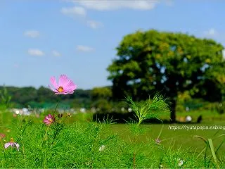 秋桜