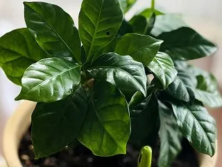 順調に成長