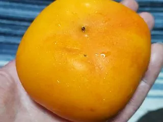 柿を忘れずに食う愉快なおっさん