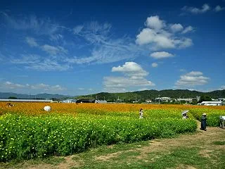 花の海 キバナコスモス 