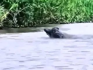 潜水して水中からワニを襲うジャガー