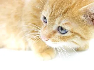 キャットシッターになるには？ 仕事や資格…