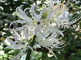 灯台下暗しだった白い彼岸花