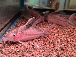 お化け鯉♪