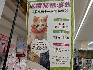 島忠ホームズ与野店様で譲渡会開催中