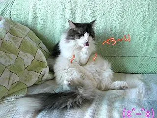 どいてくれないかな・・・🙏