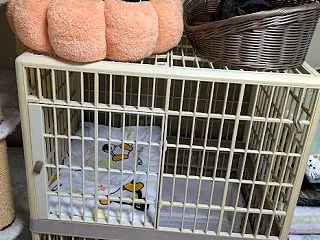 黒豆くんとケンタ