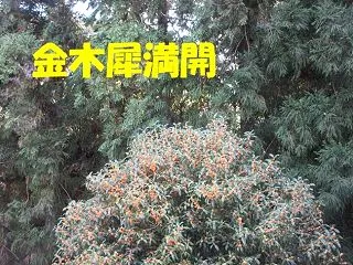 秋らしい日。