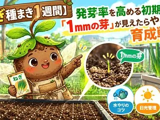 【ねぎ種まき1週間】発芽率を高める初期管…
