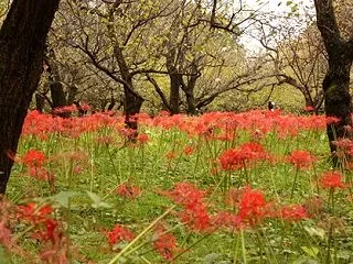 府中郷土の森（２）彼岸花