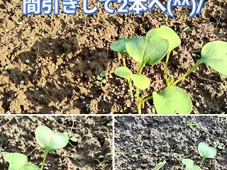 種播きから1週間経過！！大根の発芽を確認…