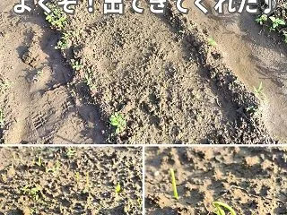 種播きから1週間！！玉ねぎ(ネオアース)…