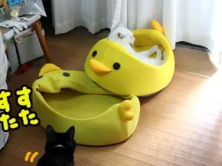 アヒルちゃんが重なっていると起こりがちな…