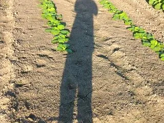 白菜