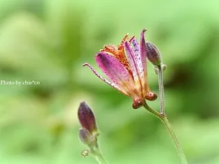 ＊杜鵑草（ほととぎす）。。♪